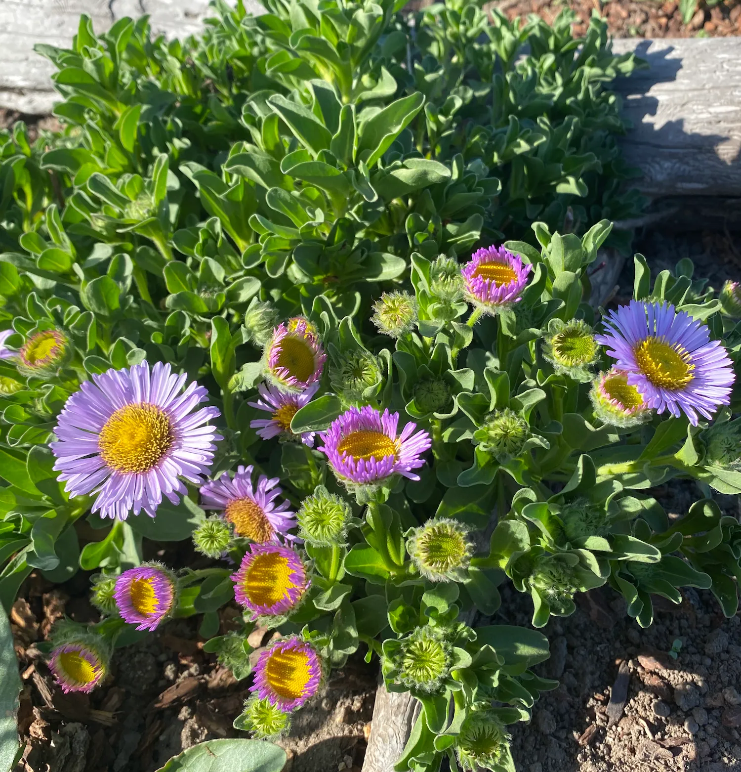 Interesting Info About Erigeron Seaside Daisyfeed