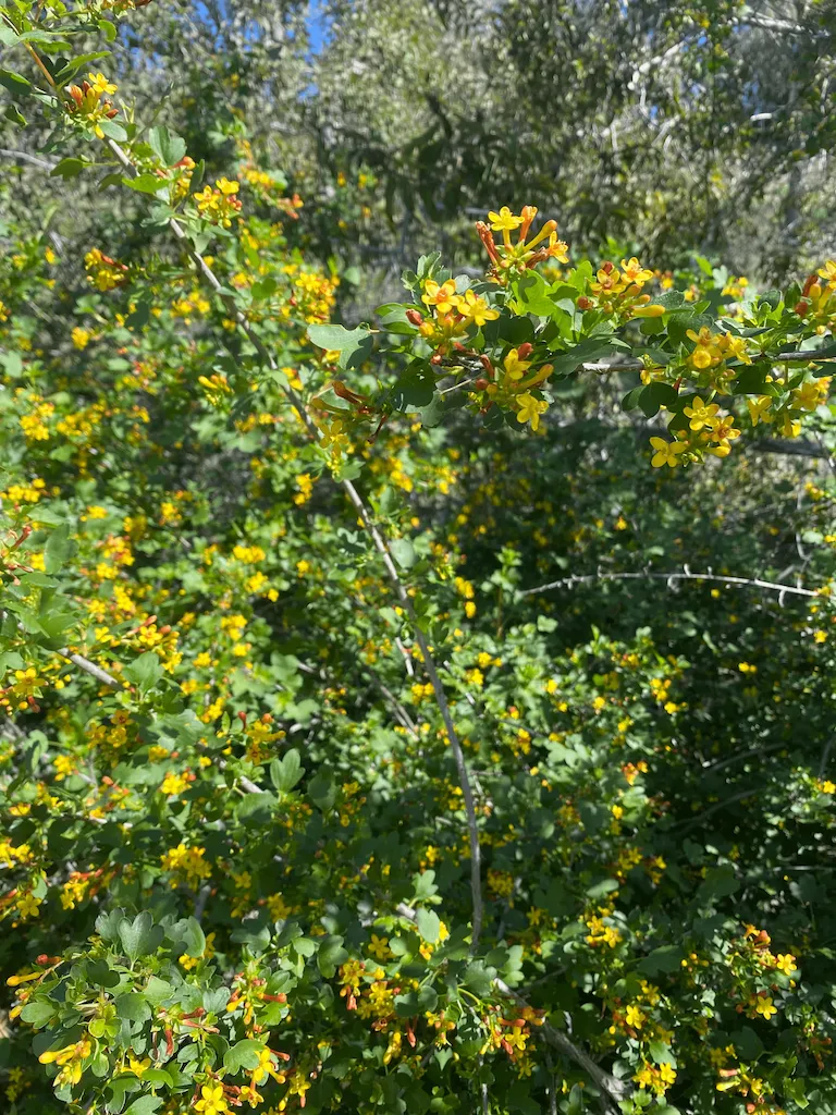 Golden Currant (Ribes aureum var. gracillimum) | Claifornica Nursery